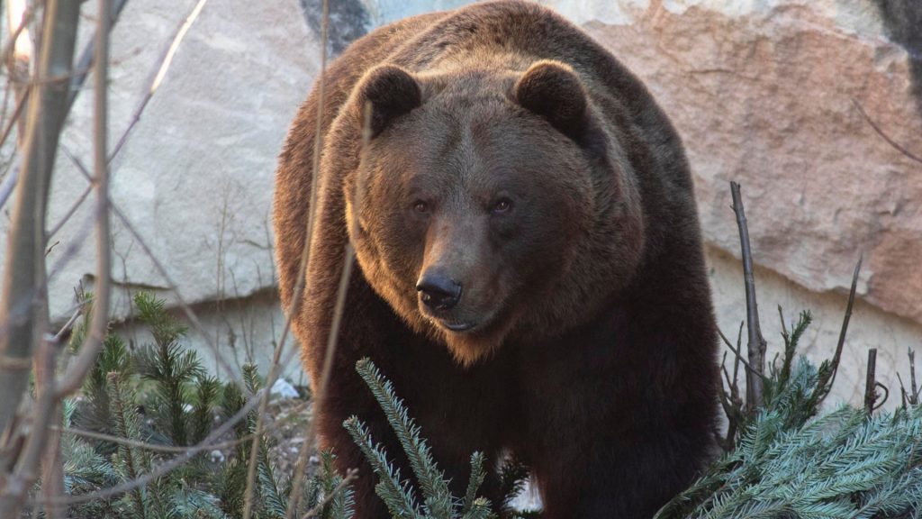 Alpenzoo Bär Facebook