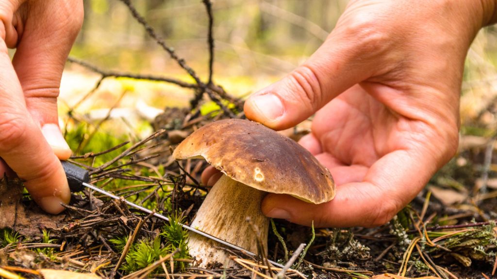 Pilze-suchen_shutterstock_718478758