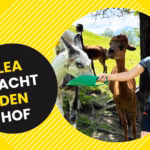 Lea macht den Hof