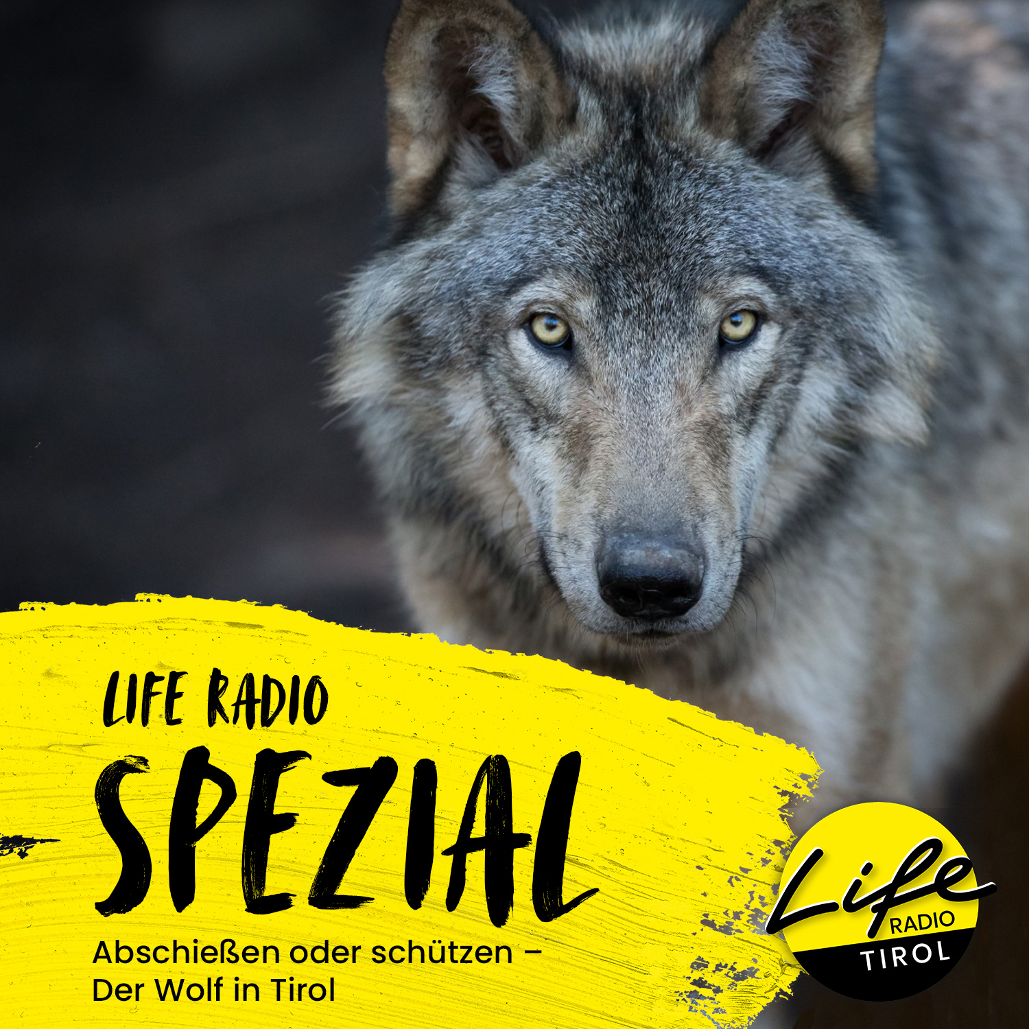 Life Radio Spezial: „Abschießen oder schützen – Der Wolf in Tirol“