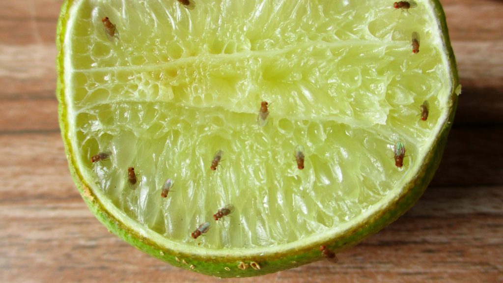 Fruchtfliegen 02