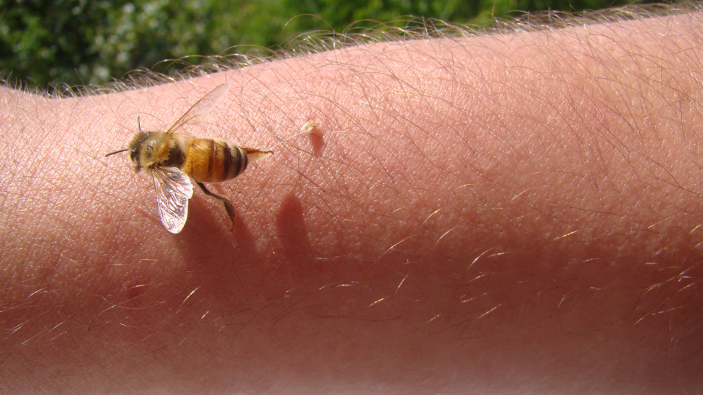 bienenstich_shutterstock_1751678357