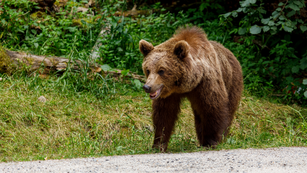 bär_shutterstock_2358987677